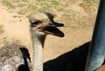 Ostrich at the San Diego Wild Animal Park