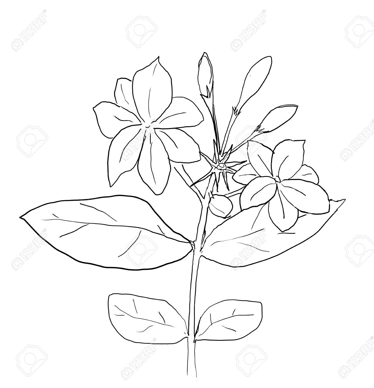 Featured image of post Sampaguita Drawing Easy free for commercial use high quality images