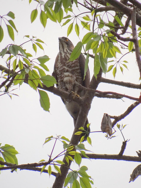 鳳頭蒼鷹/無限台南