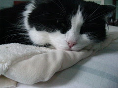 Josie napping on the bed