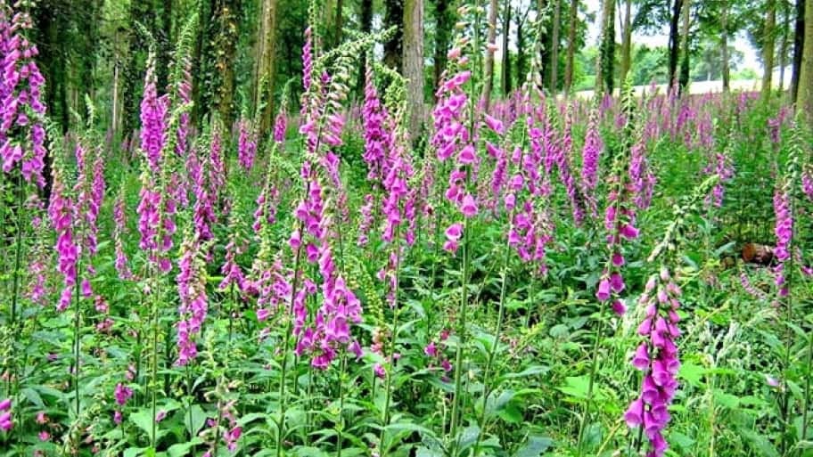 Corki Skill: Weed With Purple Flowers Texas / Plant Identification ...