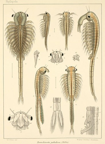Branchinecta paludosa (plate)