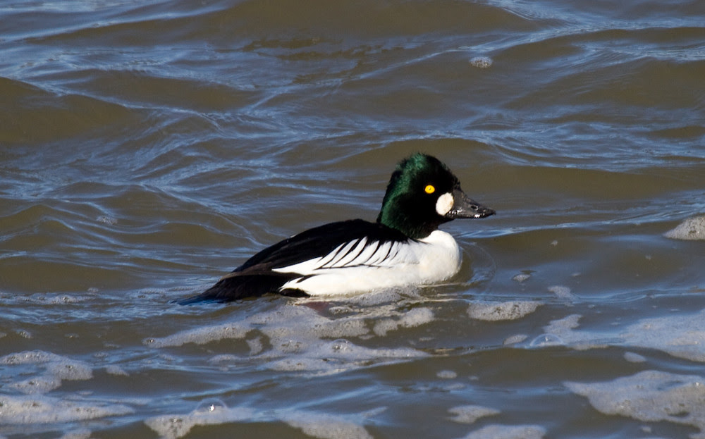 GoldenEye