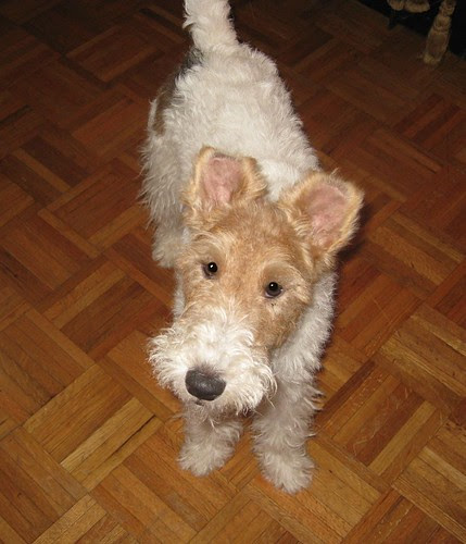 duffy