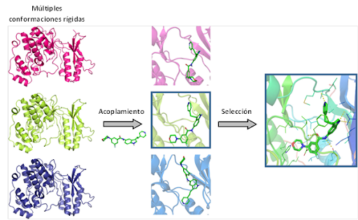 Acomplamiento molecular:: criterios prácticos para la selección de ligandos  biológicamente activos e identificación de nuevos blancos terapéuticos
