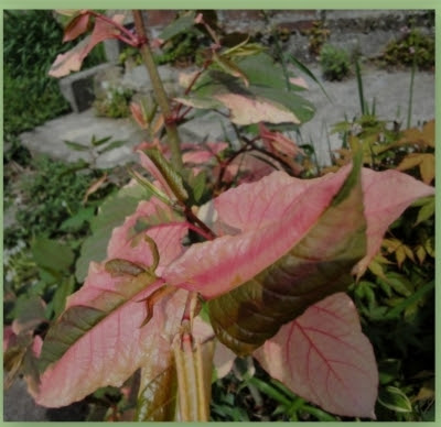 すべての美しい花の画像 50 かっ ぽん 植物