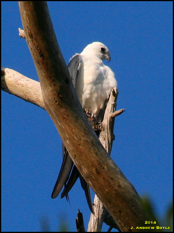 Swallow-tailed Kite Swallow-tailed Kite