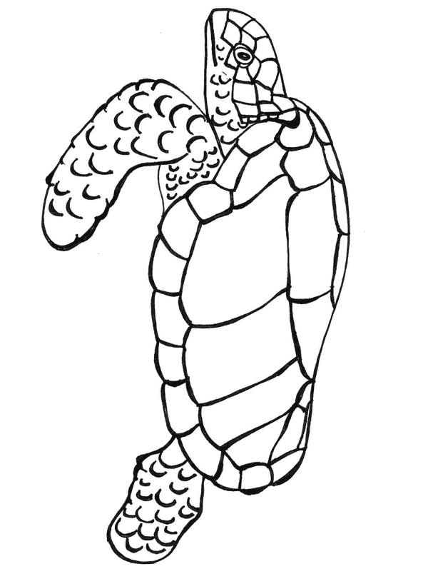 Coloring Pages Of Turtle - Get This Challenging Coloring Pages of