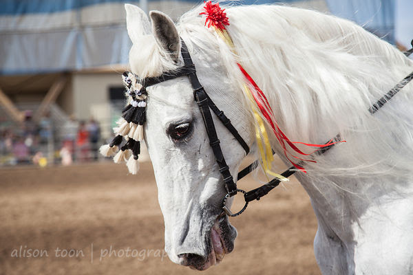 Andalusian