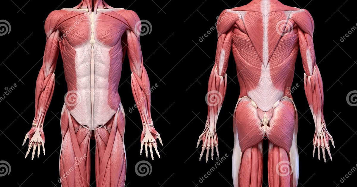 Images Of A Human Body Front And Back : Body Diagram For Professional