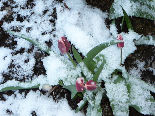 winterlicher Ostersonntag 2008 (05)