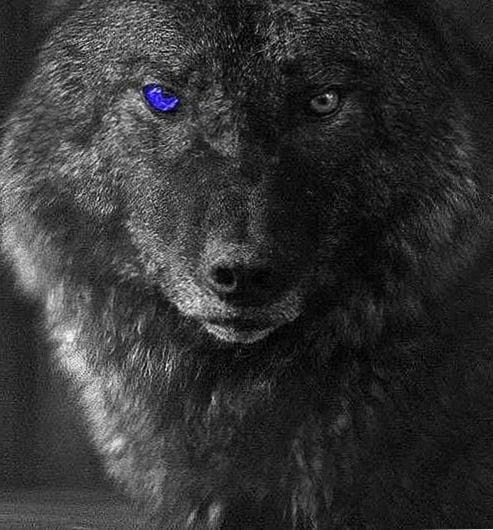 White Wolf Black Wolf With Blue Eyes Wallpaper - canvas-depot