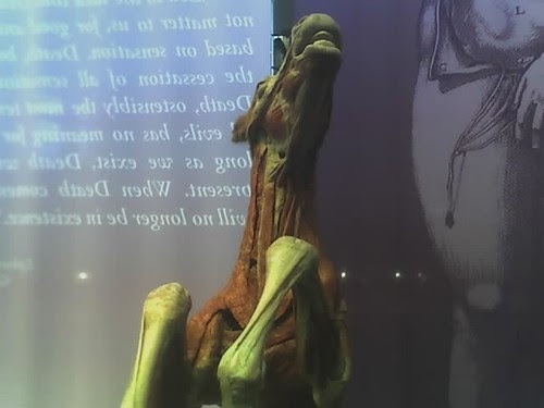 dead horse