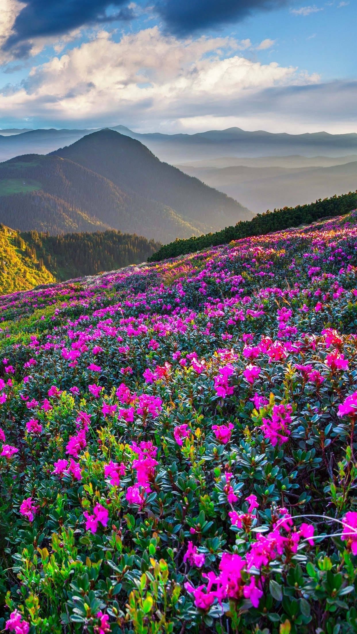 14+ Spring Wallpaper For Smartphone - Basty Wallpaper