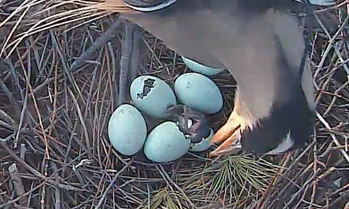 Hatch!
