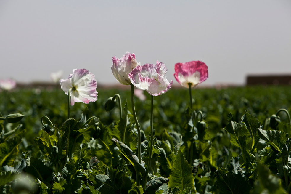 opium fields 3 U.S. Troops Patrolling Poppy Fields In Afghanistan (Photos)