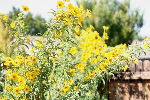 Sunflower season web