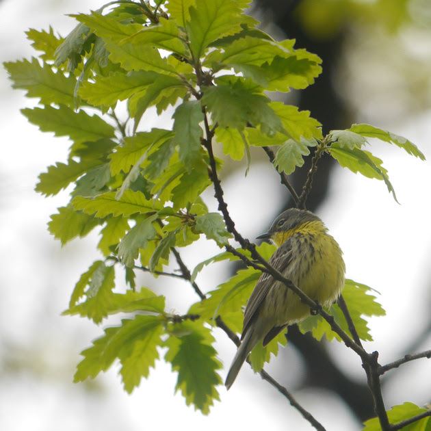 Ed Gaillard: birds &emdash; Kirtland's Warbler, Central Park