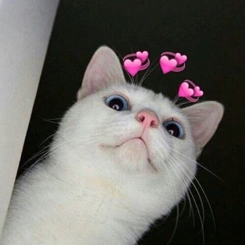 Cat Meme Icon