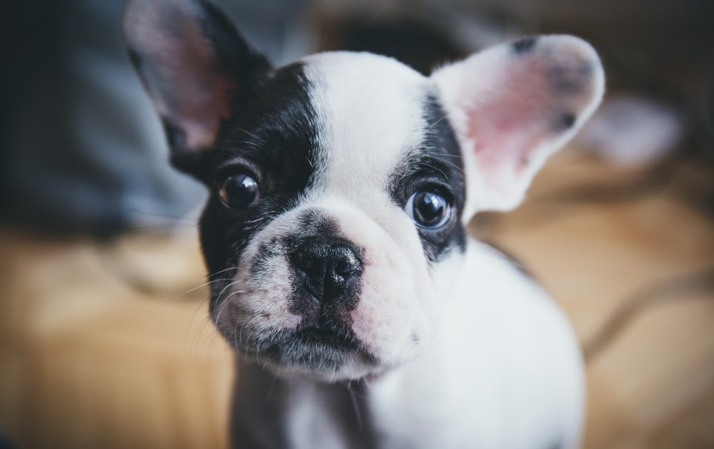 French Bulldog For Sale Craigslist Illinois : Frenchie Puppies Craigslist Off 70 Www Usushimd