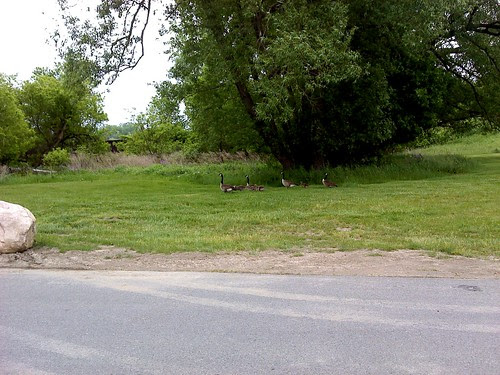 The Goose family II