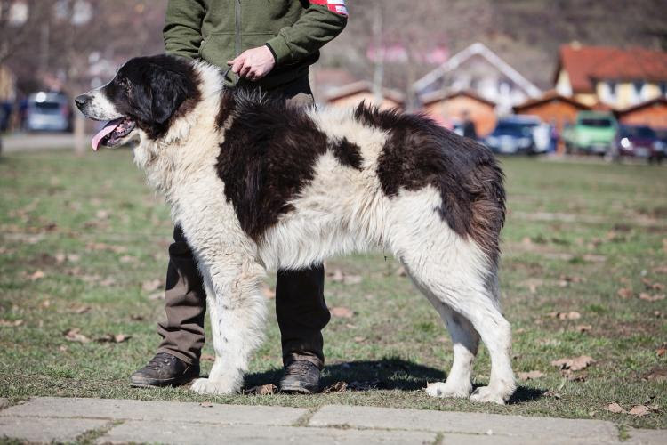 Nume De Caini Ciobanesti De Bucovina Caini Ciobanesc De Bucovina De Vanzare Bistrita Nasaud - Caini Romania