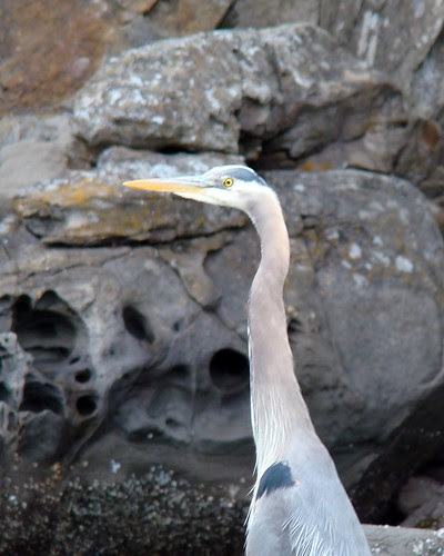 2008-06-08 Coal Island 006