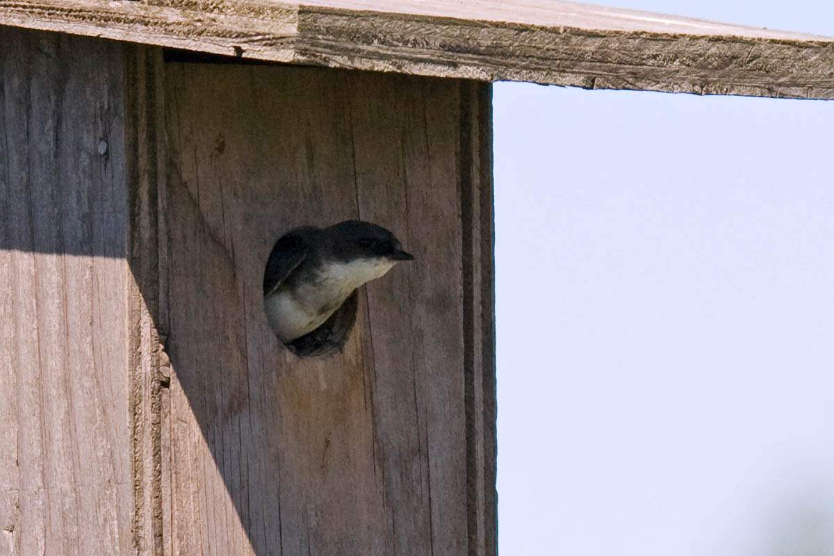 juvenile Tree Swallow juvenile Tree Swallow