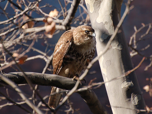 MoHi Juvie Red-Tail
