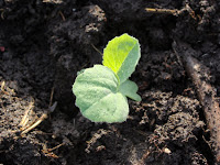 Unidentified brassica seedling