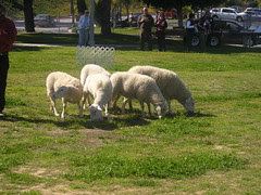 sheep5