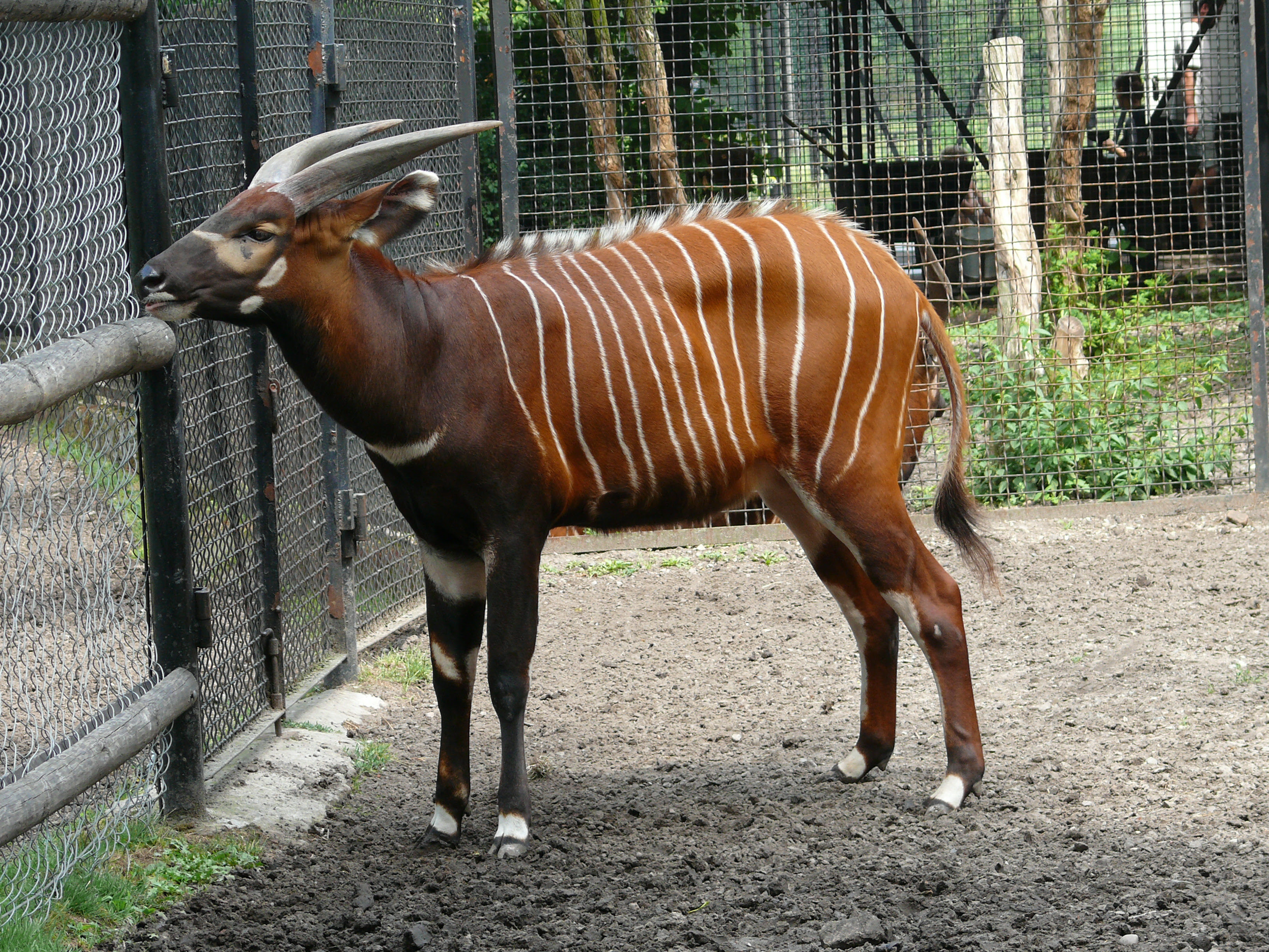 Bongo_Tragelaphus_eurycerus
