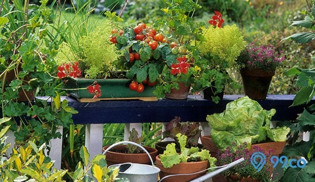 Kebun Sayur Belakang Rumah Minimalis / Gang Sempit Di Sulap Jadi Kebun