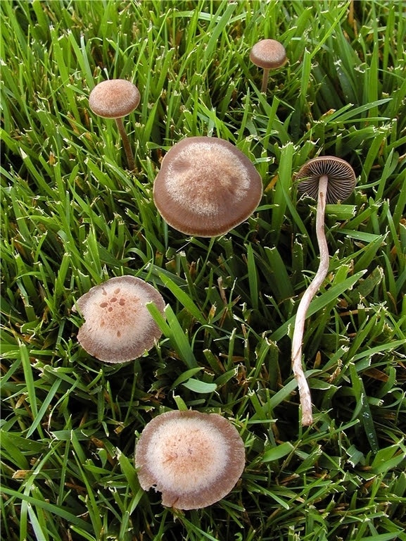 Pilze Im Garten Bestimmen