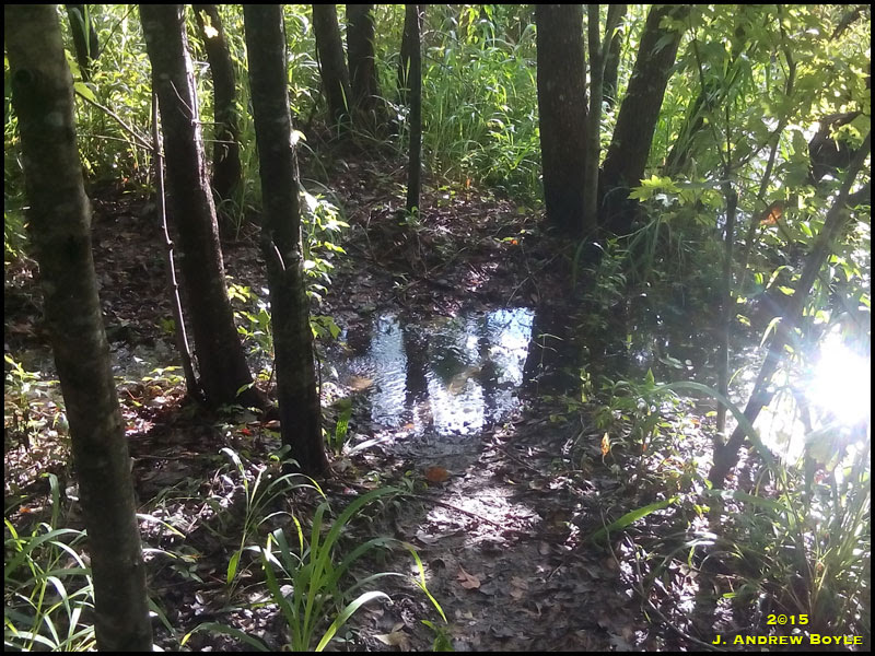 River River