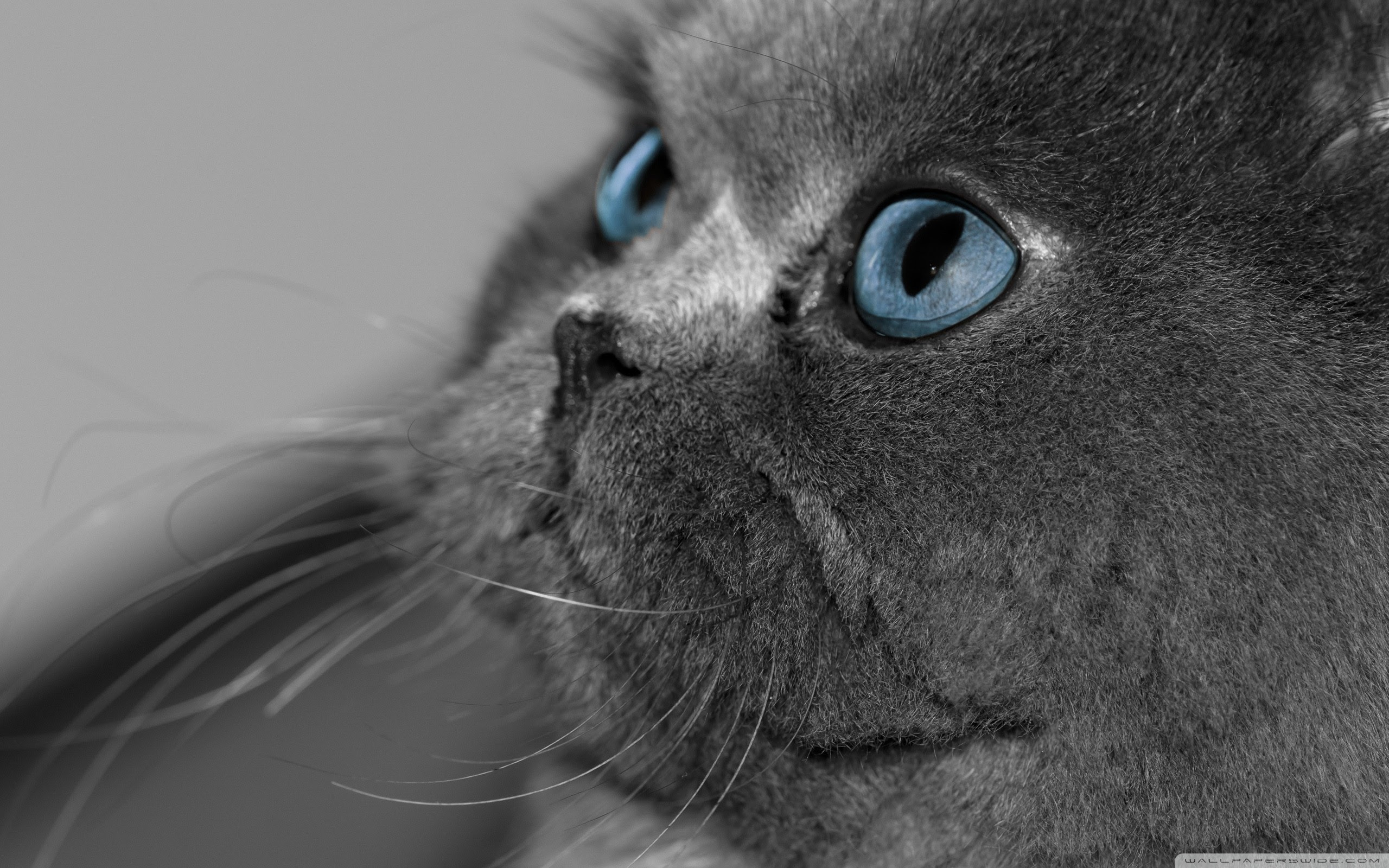 Grey Persian Cat With Blue Eyes - Cat's Blog
