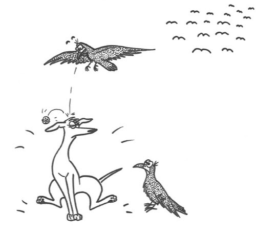 Comic-Whippet-Walnuss