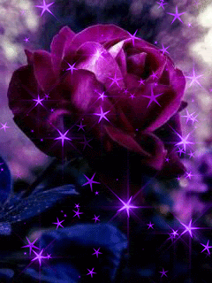 Фиолетовая роза
