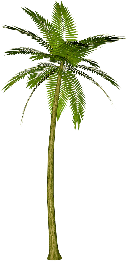 Palm tree PNG images, download free pictures