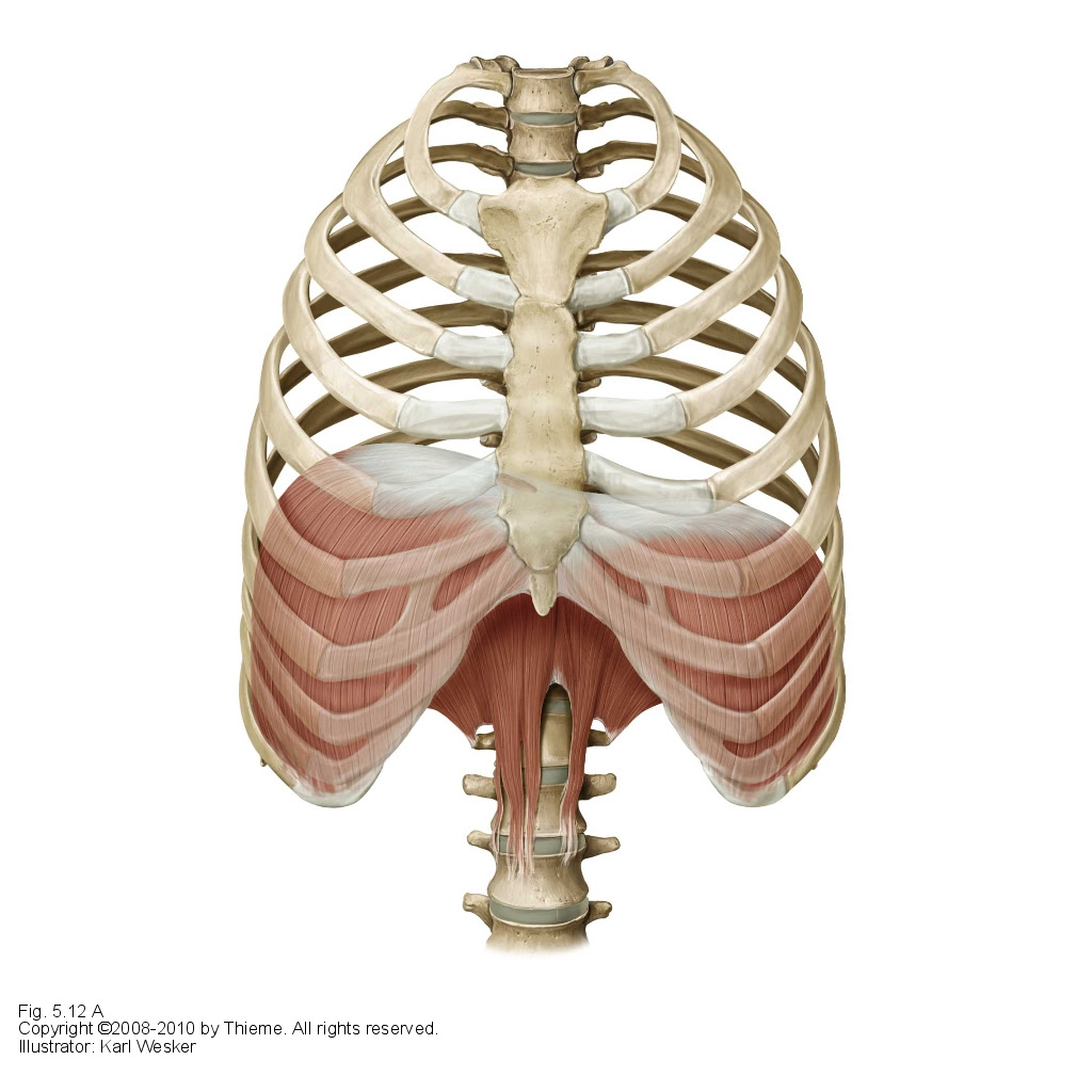 Rib Cage Muscles Strengthening Your Back And Abdominal Muscles Can