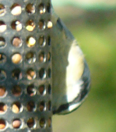 Red-Breasted Nuthatch