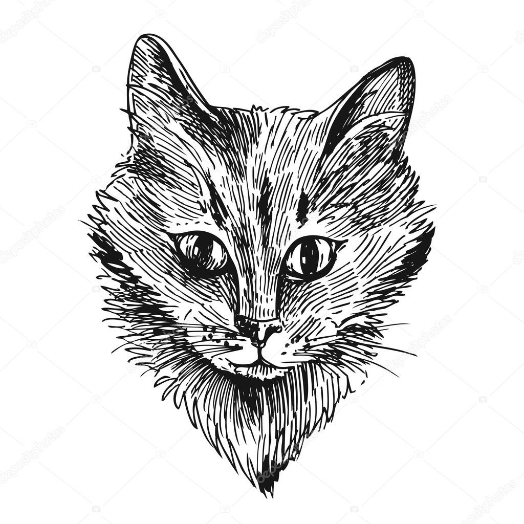 Download 301+ Toyger Cat Coloring Pages PNG PDF File