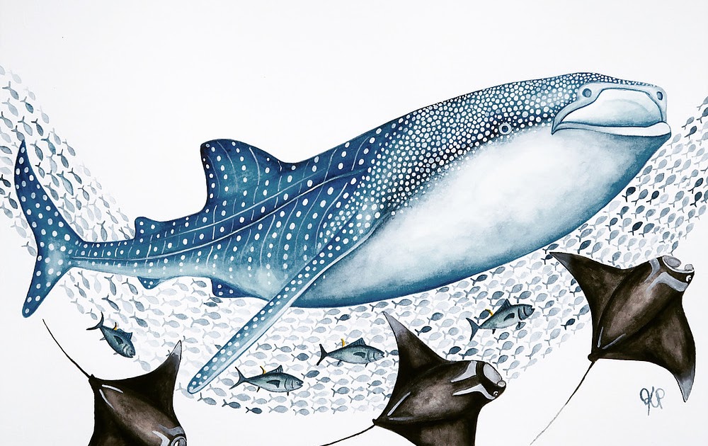 Artwork Realistic Whale Shark Drawing - Images | Amashusho