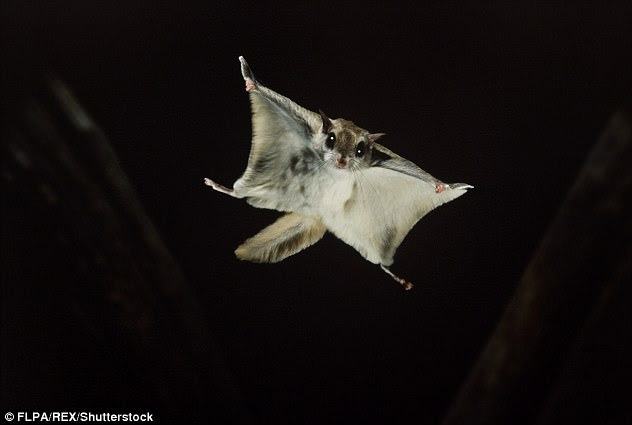 The US Army has revealed an experimental drone that resembles a flying squirrel (pictured), relying on tilt-rotors to ‘transform in flight.’ The new approach allows the motors themselves to tilt, to optimize weight and efficiency
