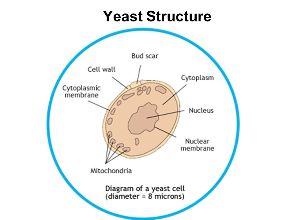 Yeast Cell Diagram Labeled - Data Diagram Medis