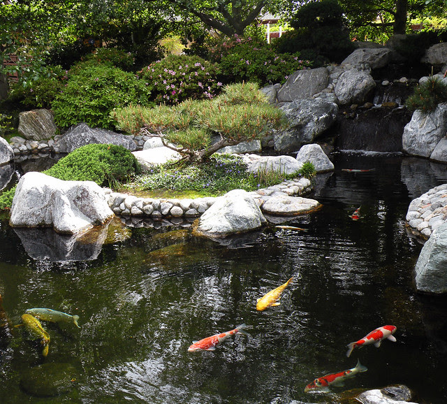 Japanese Garden Koi Pond