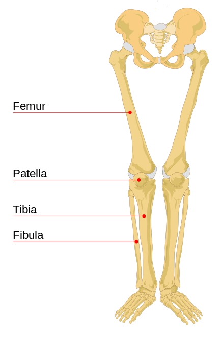 Leg Bone Diagram - BG_8898 Fibula Neck Diagram Wiring Diagram / The