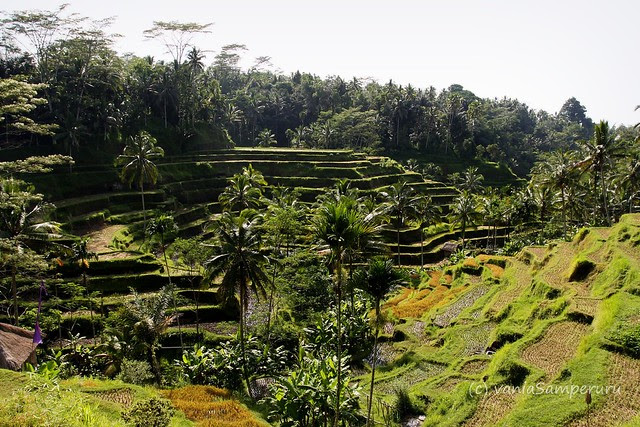 Tegalalang, Ubud, Bali.