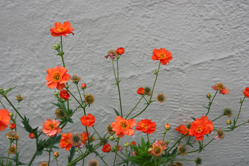 geum orange