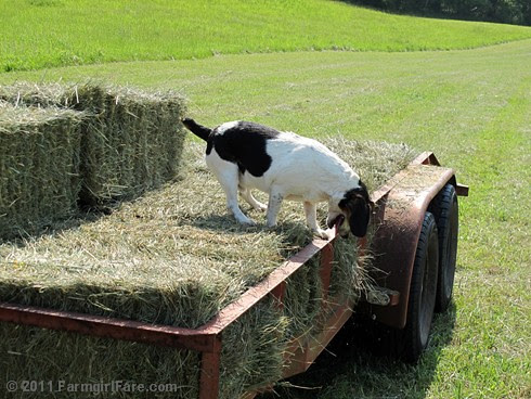 Bert on the hay trailer 1